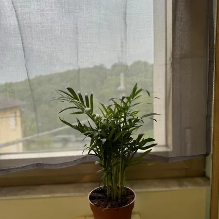 Panzió Il Riccio *